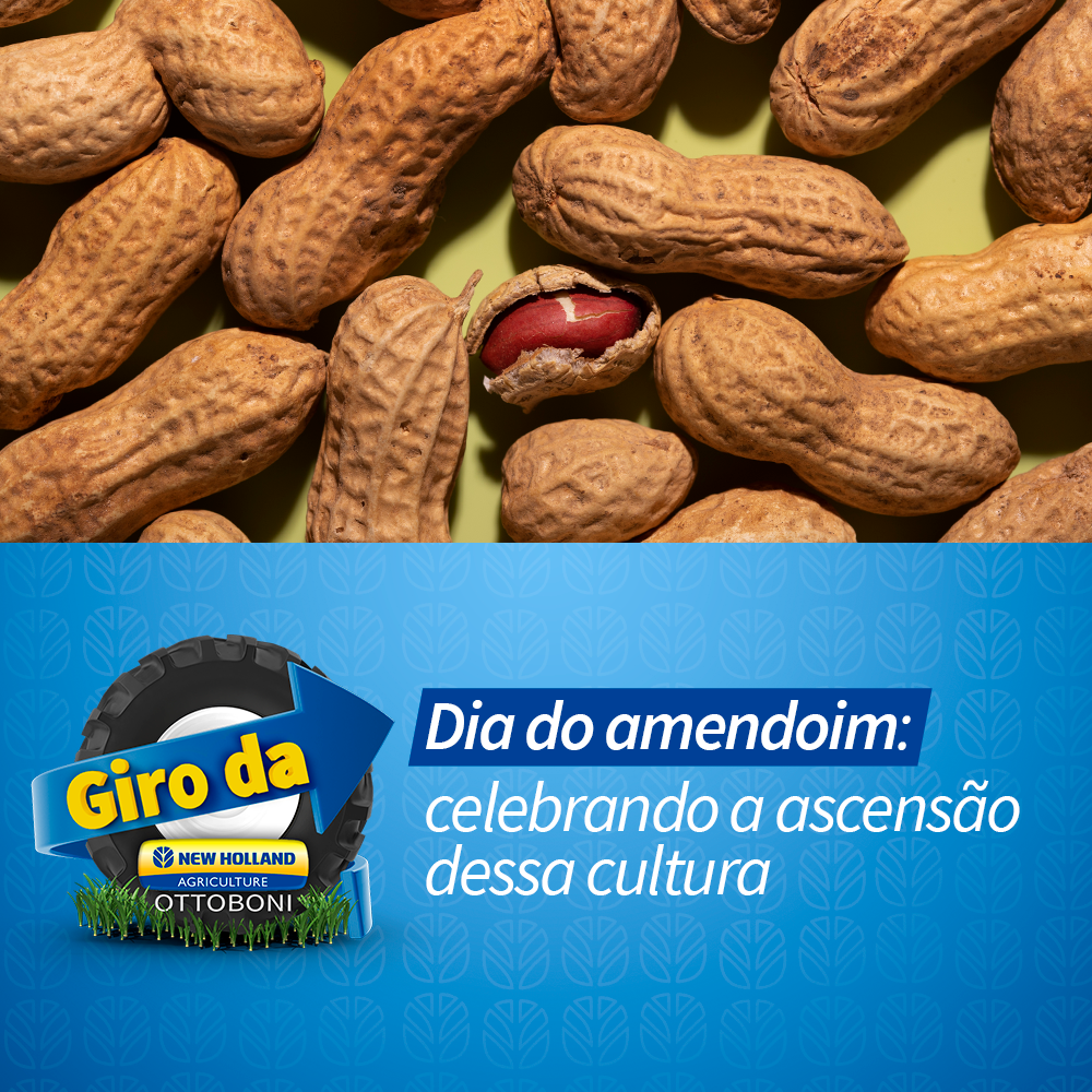 Dia do Amendoim: celebrando ascensão dessa cultura